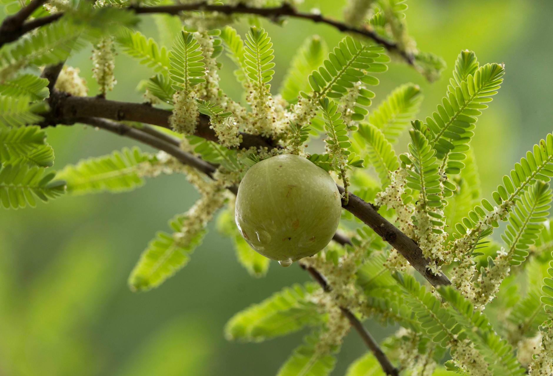 amla benefits for health India benefits