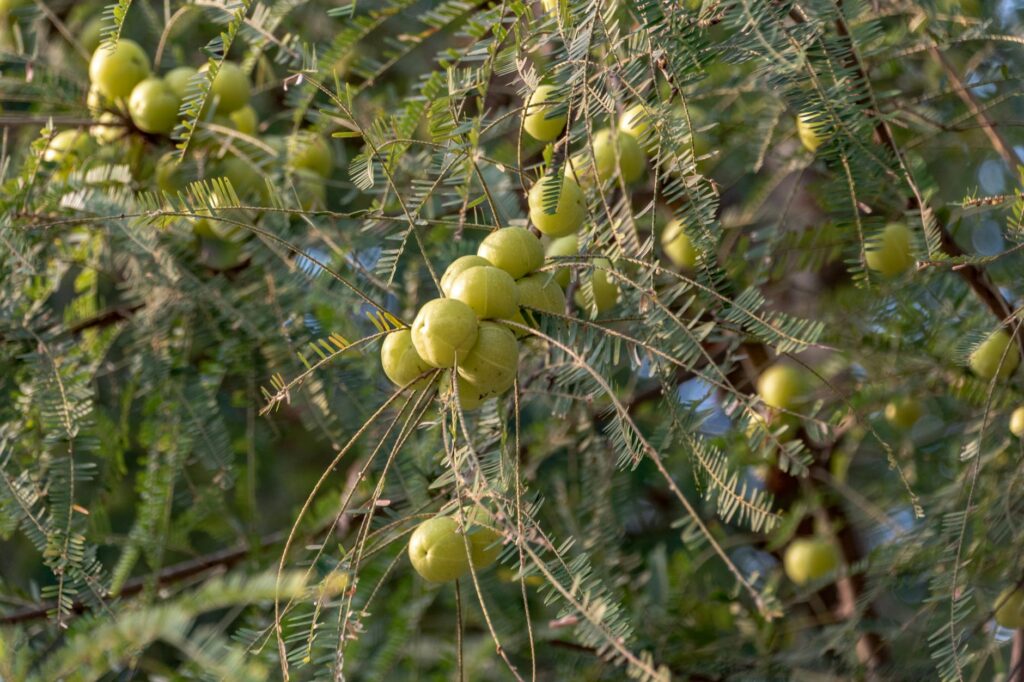 Amla Indian Gooseberry: Ayurveda Most Valued Superfood Backed by 400 Studies - Sisira Organics