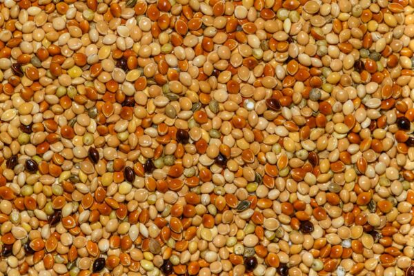 Diabetic Diet with Millets: A 7 Day Indian Meal Plan That Actually Works - Sisira Organics