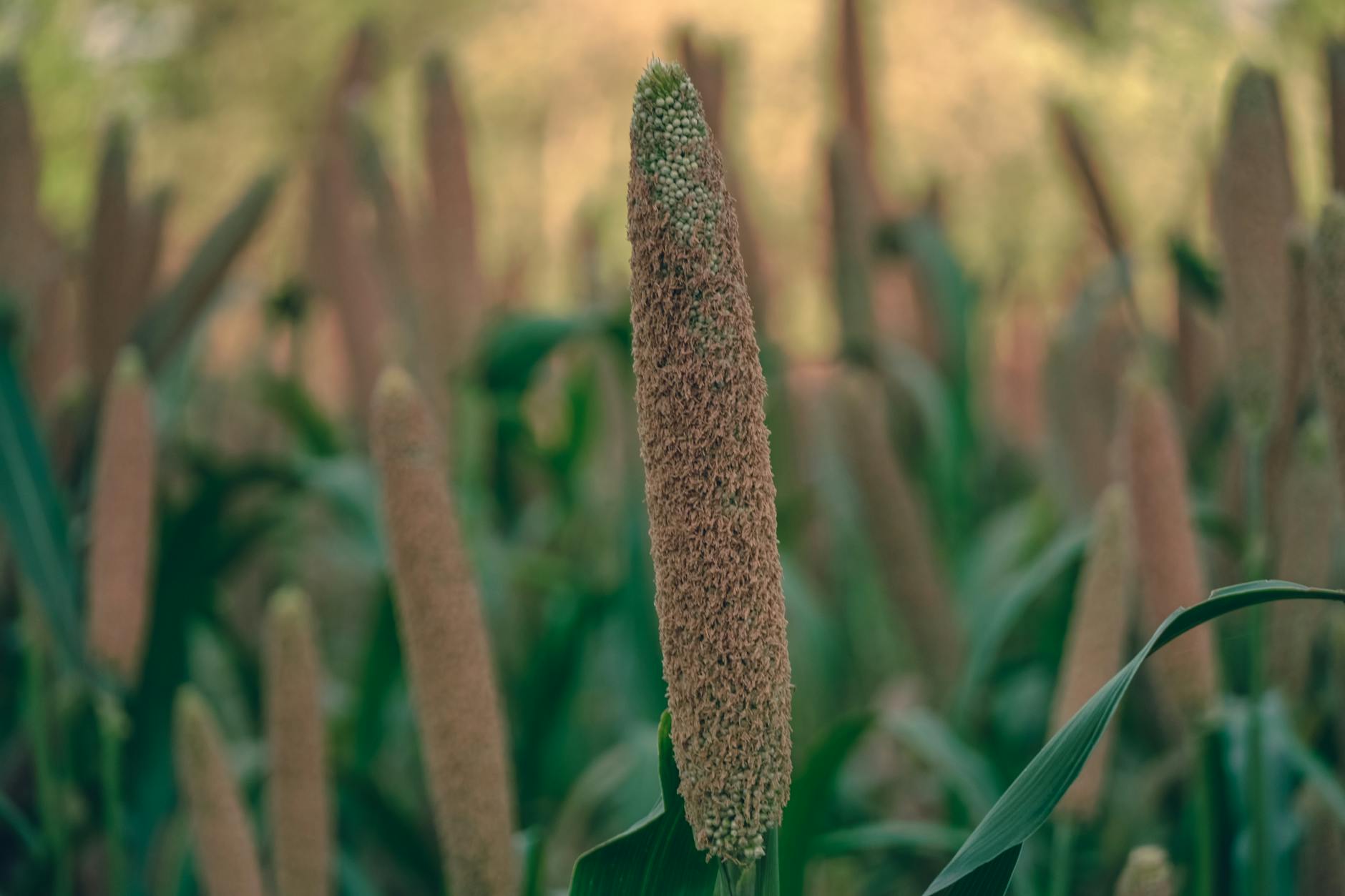 millets for children India benefits