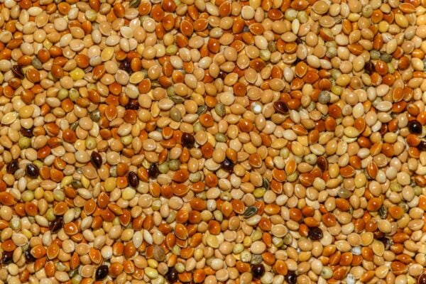 Millets for PCOS: How Low GI Ancient Grains Help Hormonal Balance in Women - Sisira Organics