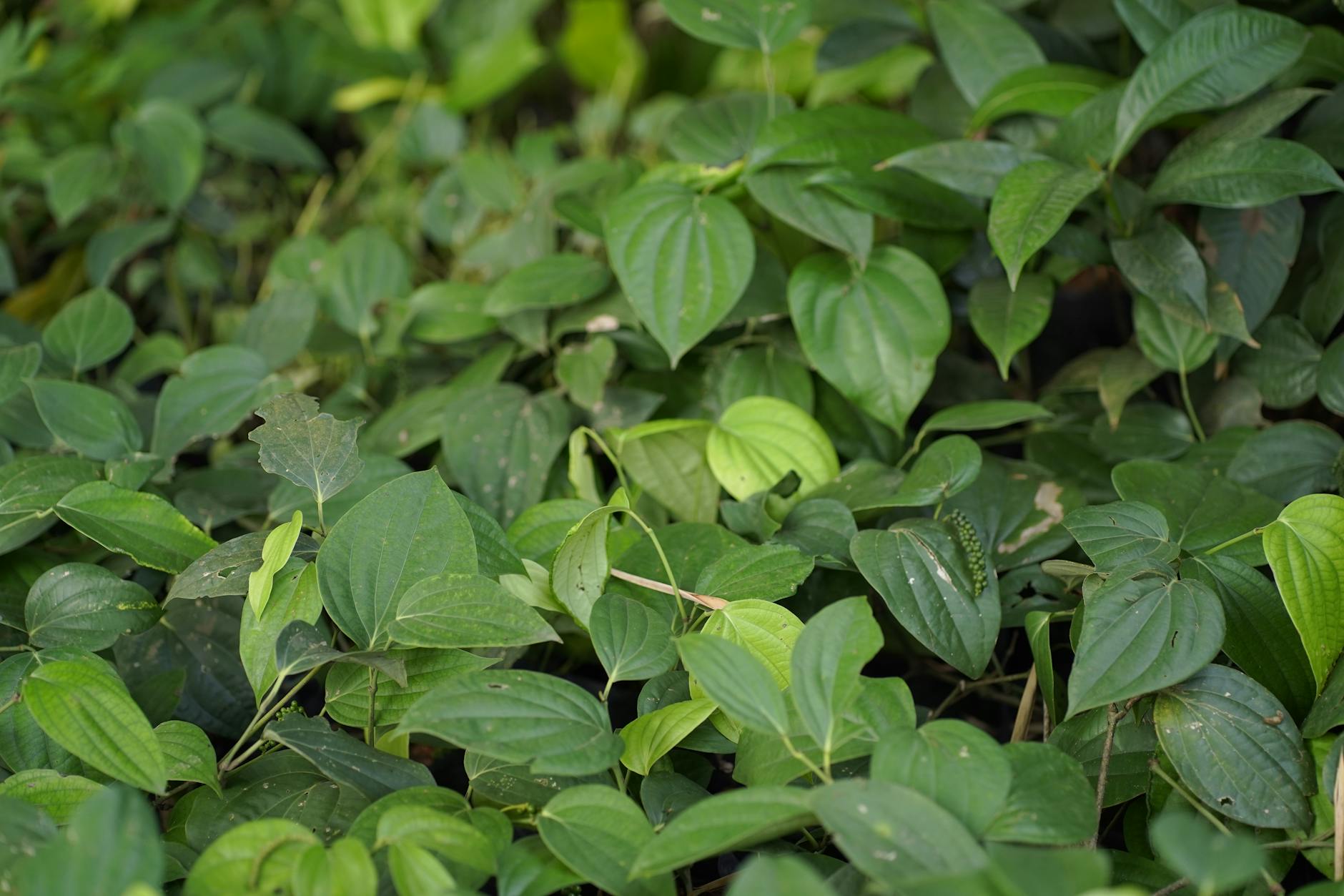 Organic Black Pepper: 8 Powerful Benefits Beyond Being a Table Condiment 2 organic black pepper benefits benefits