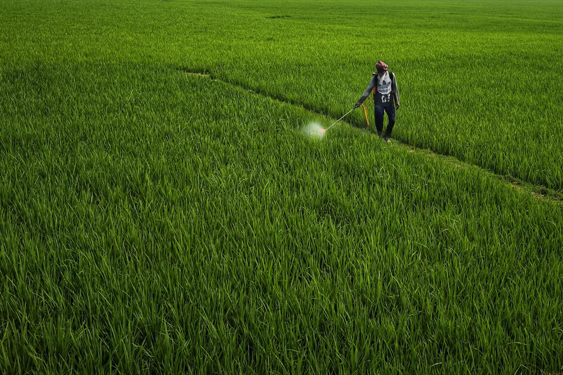 Pesticide Residues in Indian Food: What Government Studies Actually Found 2 pesticide residues in food India benefits