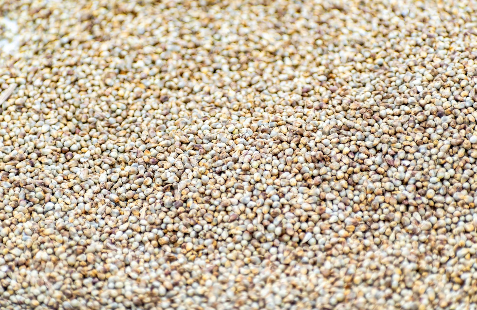bajra millet health benefits benefits