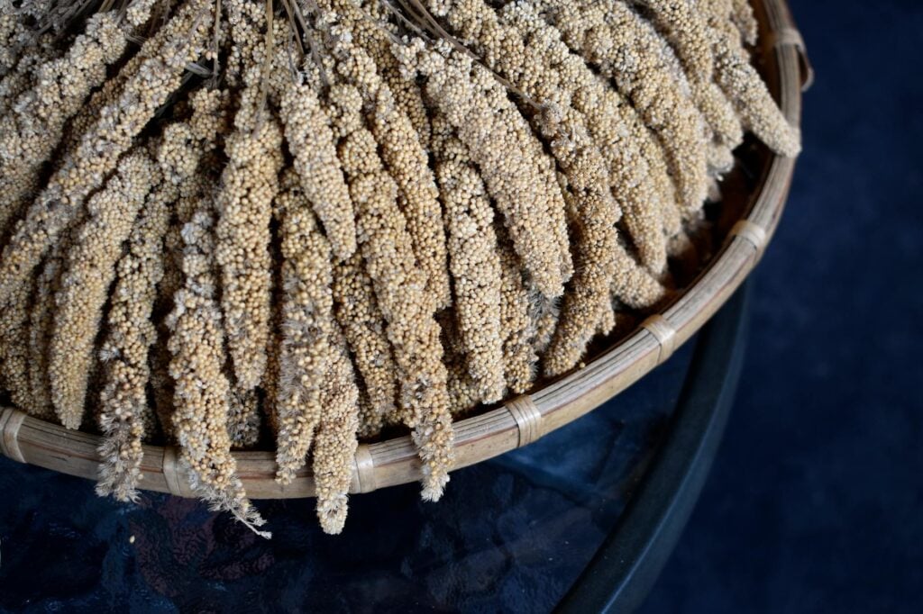 Bajra Pearl Millet: Traditional Winter Superfood with Modern Science Behind It - Sisira Organics