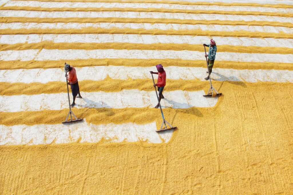 Buying Directly from Indian Farmers: How Your Food Choices Support Rural India - Sisira Organics