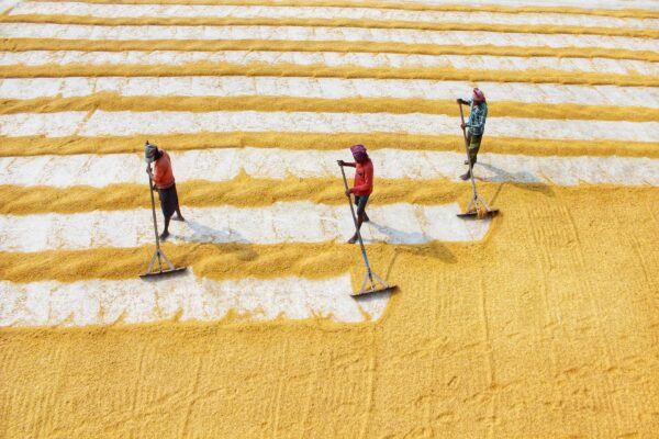 Buying Directly from Indian Farmers: How Your Food Choices Support Rural India - Sisira Organics