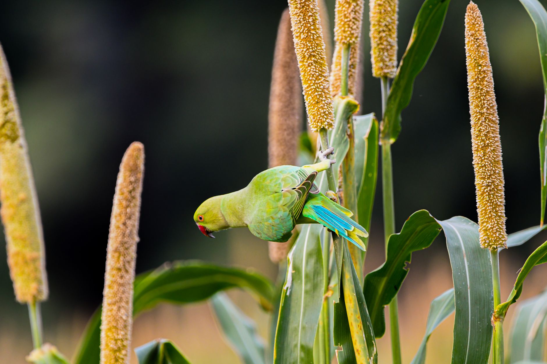 Kodo Millet: Liver Health, Blood Sugar and Ancient Tribal Indian Wisdom 2 kodo millet benefits benefits