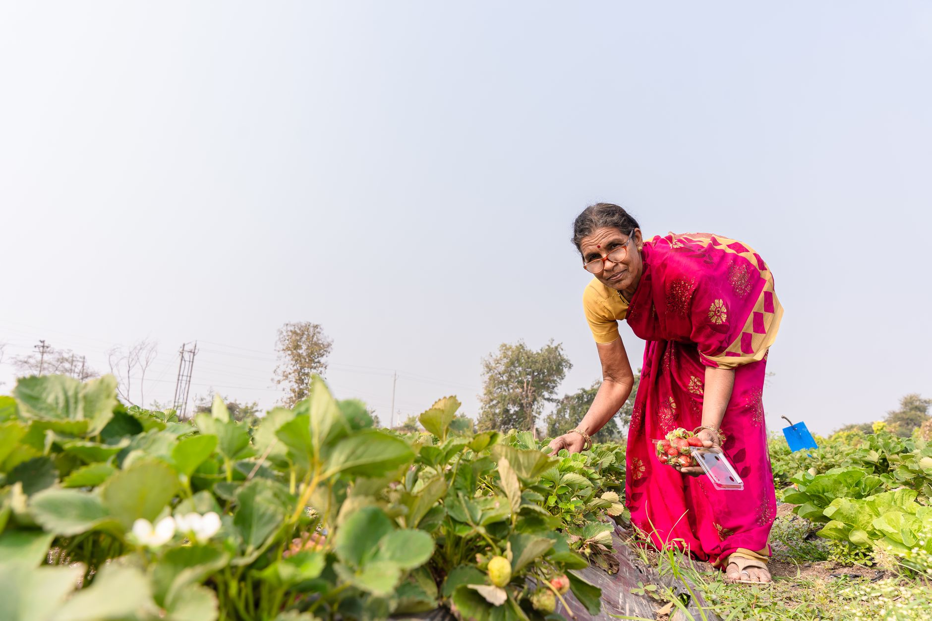 Soil Health and Food Nutrition: Why Depleted Soil Makes Food Less Healthy 2 soil health food nutrition India benefits