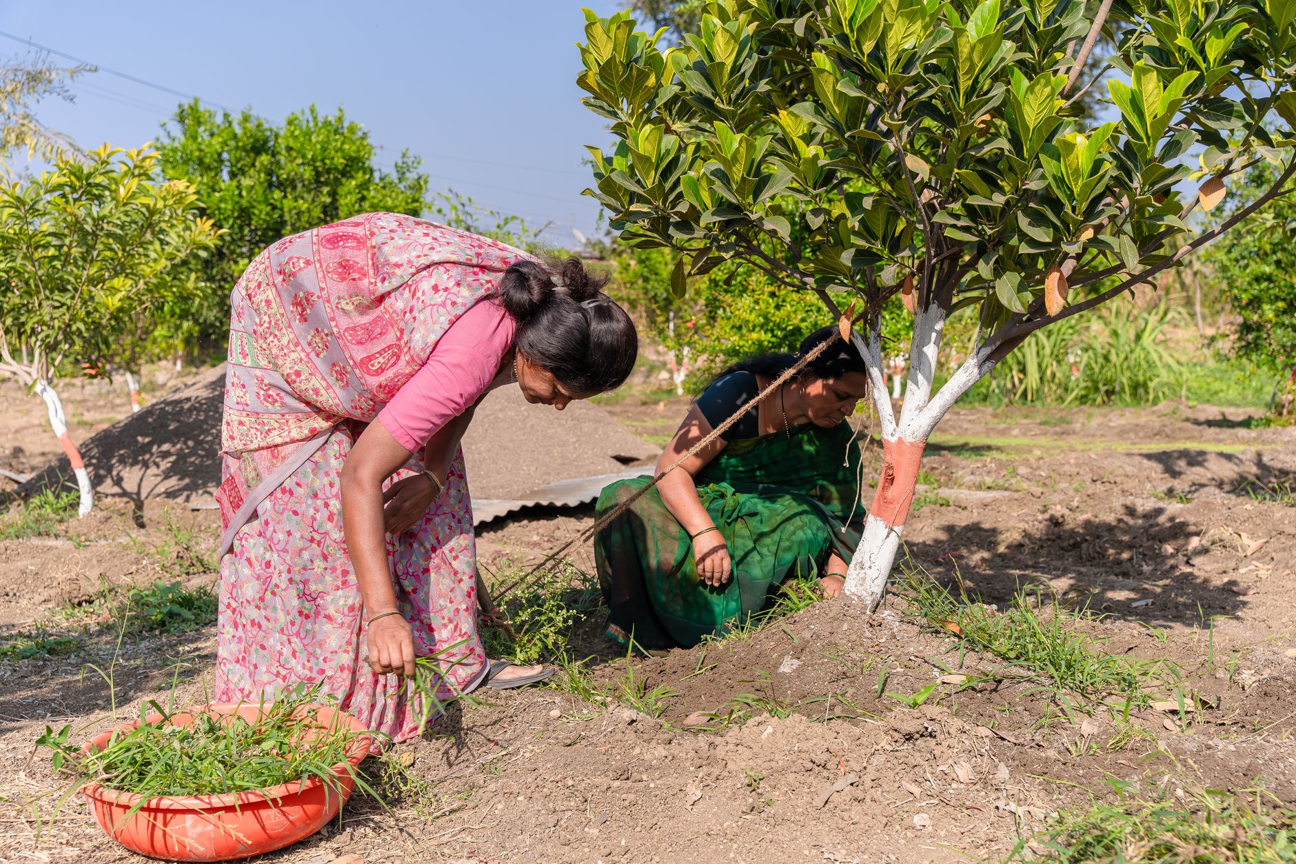 Traditional Indian Farming Methods: Why Returning to the Old Ways May Save Health 2 traditional Indian farming benefits