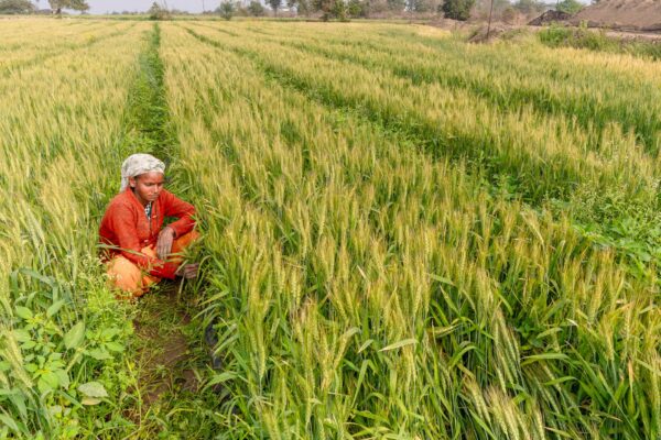 Traditional Indian Farming Methods: Why Returning to the Old Ways May Save Health - Sisira Organics