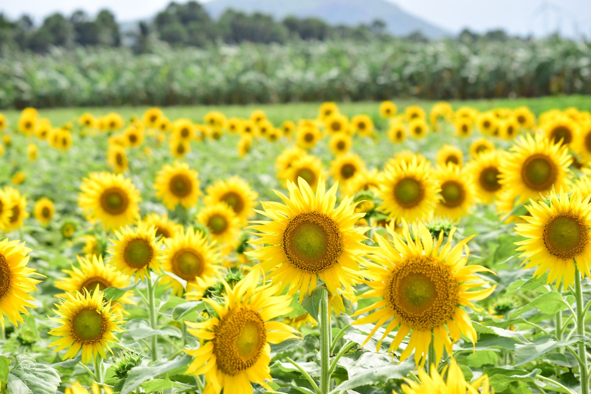 Wood Pressed Sunflower Oil: Nature Richest Source of Vitamin E for Indian Kitchens 2 wood pressed sunflower oil benefits