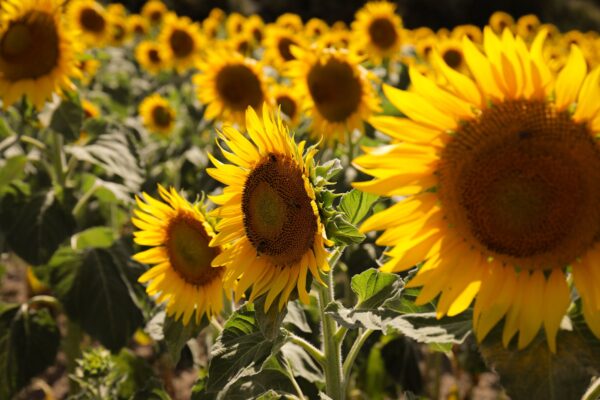 Wood Pressed Sunflower Oil: Nature Richest Source of Vitamin E for Indian Kitchens - Sisira Organics