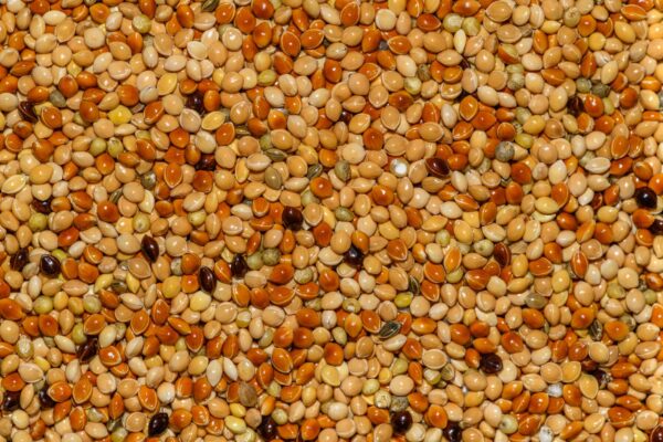 Millets vs White Rice: A Complete Nutritional Comparison Every Indian Must Read - Sisira Organics