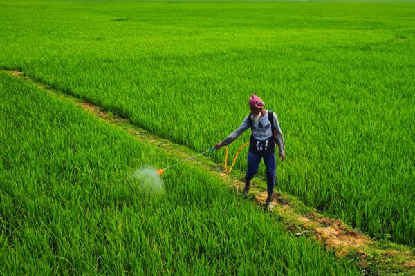 Pesticide Residues in Indian Food: What Government Studies Actually Found - Sisira Organics